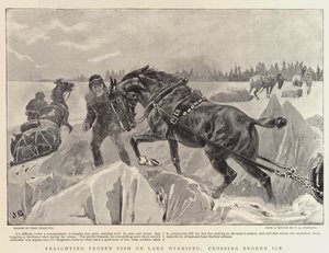 Transport de poissons congelés sur le lac Winnipeg, traversée de la glace brisée